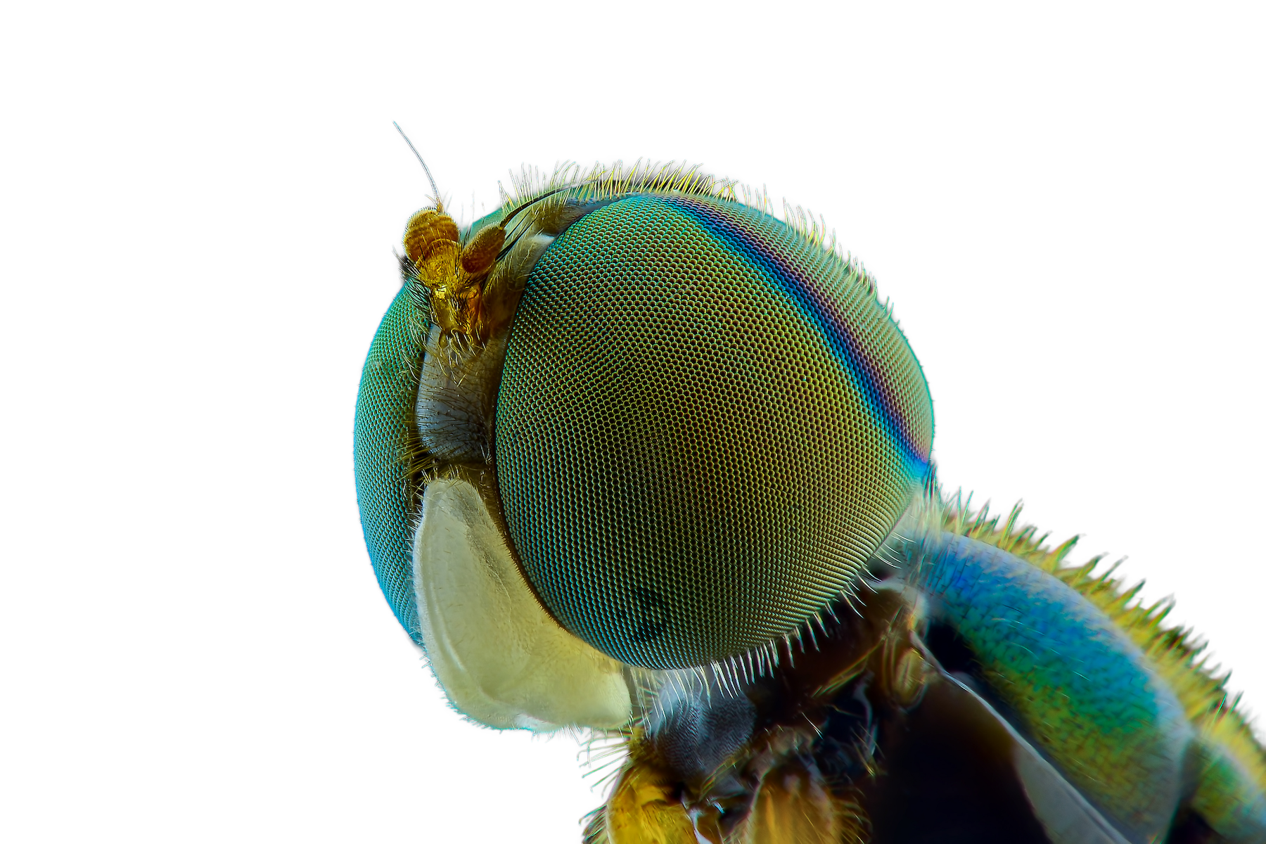 Close-up image of an insect