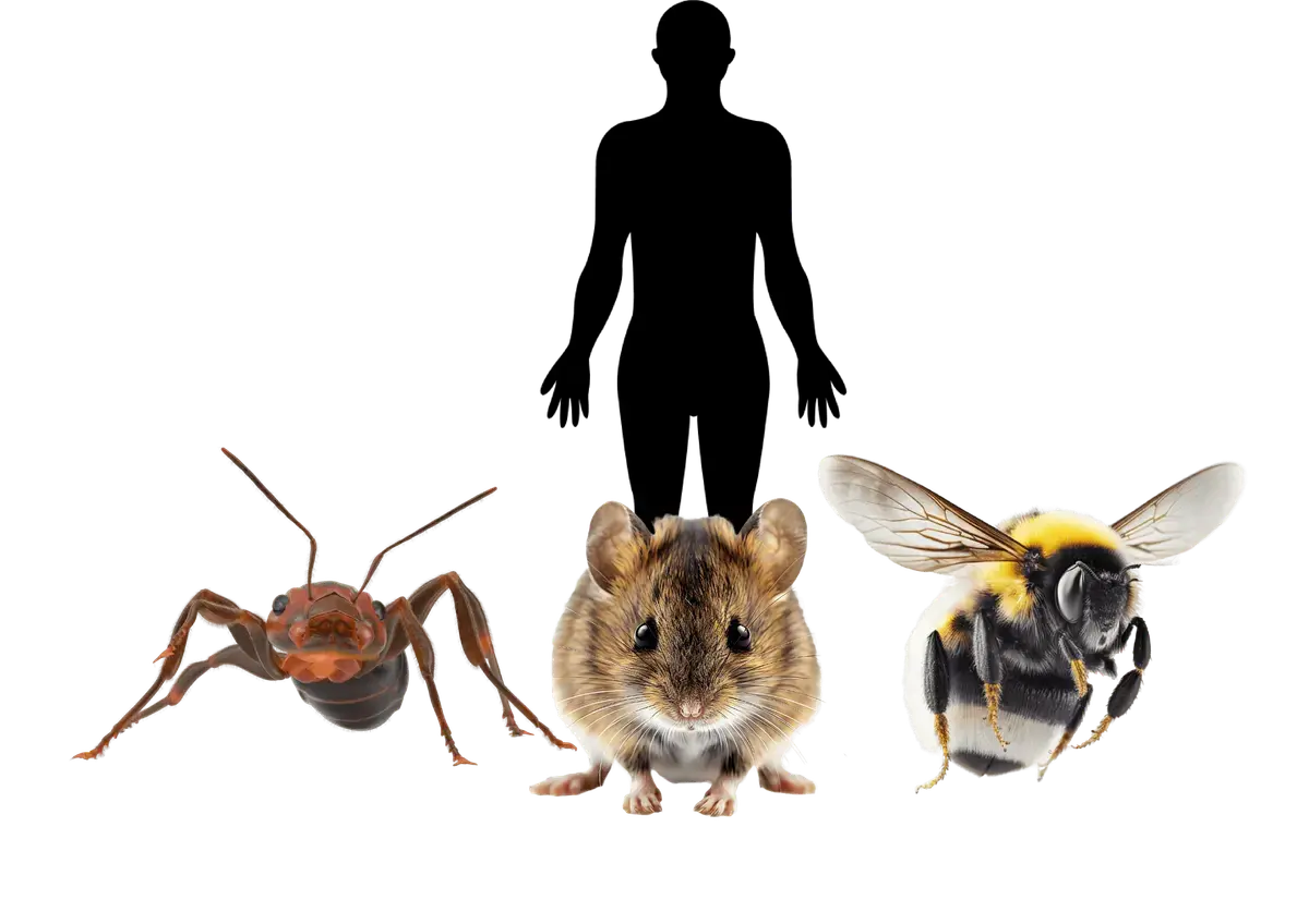 Ant, Mouse, Bee, Human