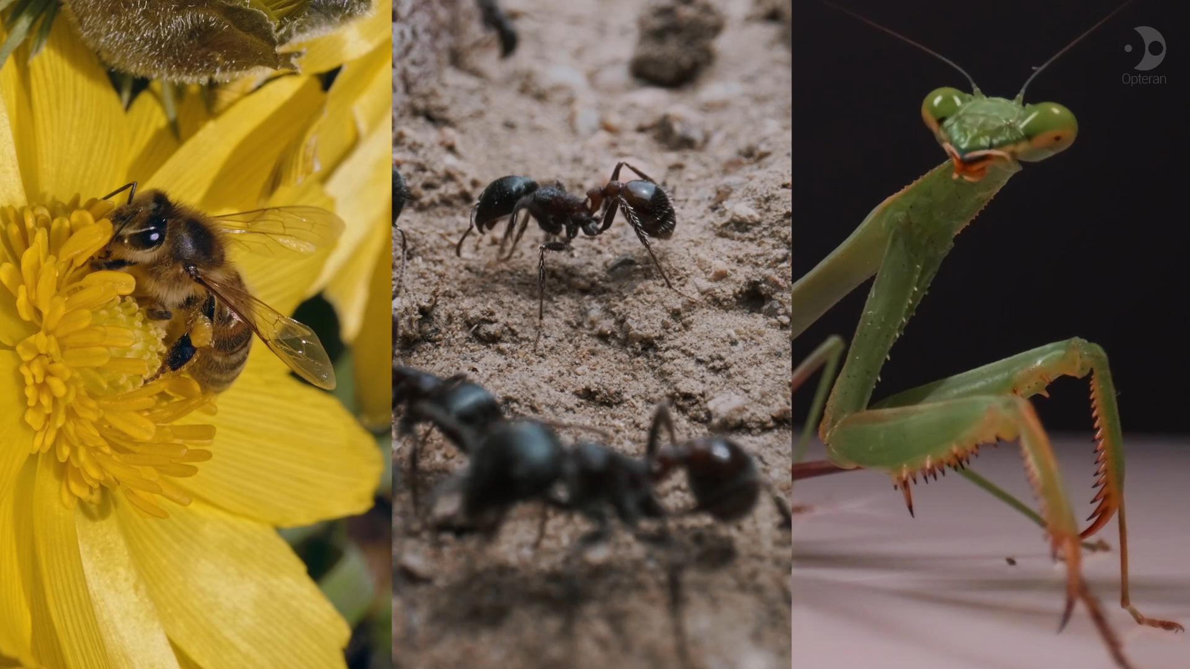 Split screen vertically of bee on yellow flower, ants on sand and a praying mantis