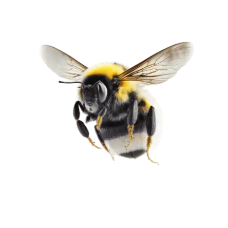 a bee