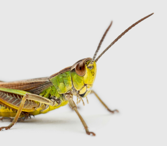 Grasshopper